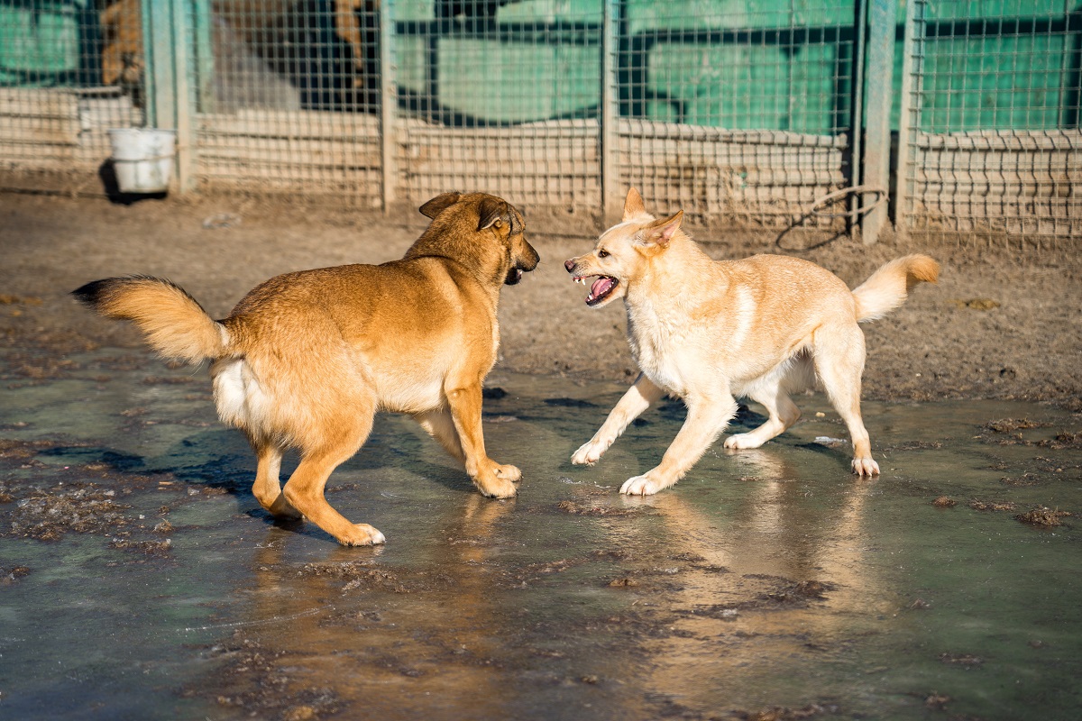 Минприроды готовит для регионов новые правила по регулированию численности бродячих собак