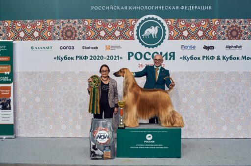 Каким темпераментом должна обладать собака, чтобы занять призовые места на выставке