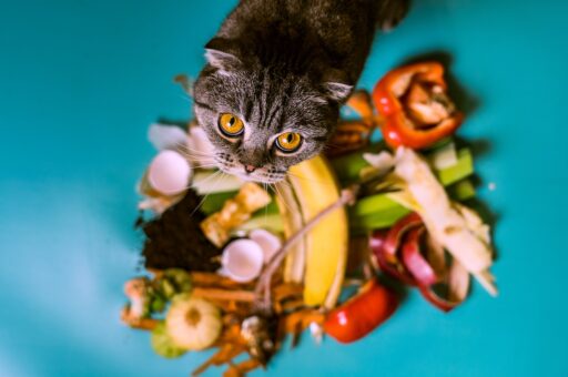 Эксперты оценили перспективу переработки просроченных продуктов в корма животным