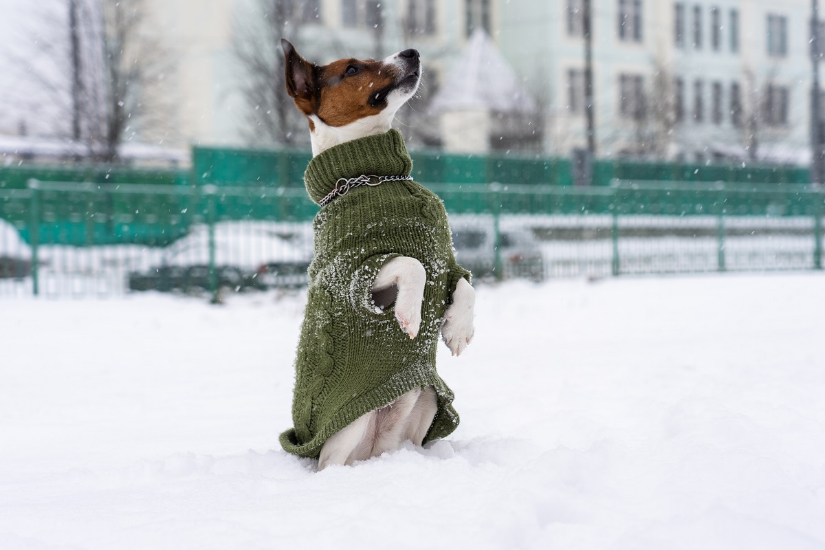 Кинолог рассказал, как ухаживать за короткошерстными собаками зимой