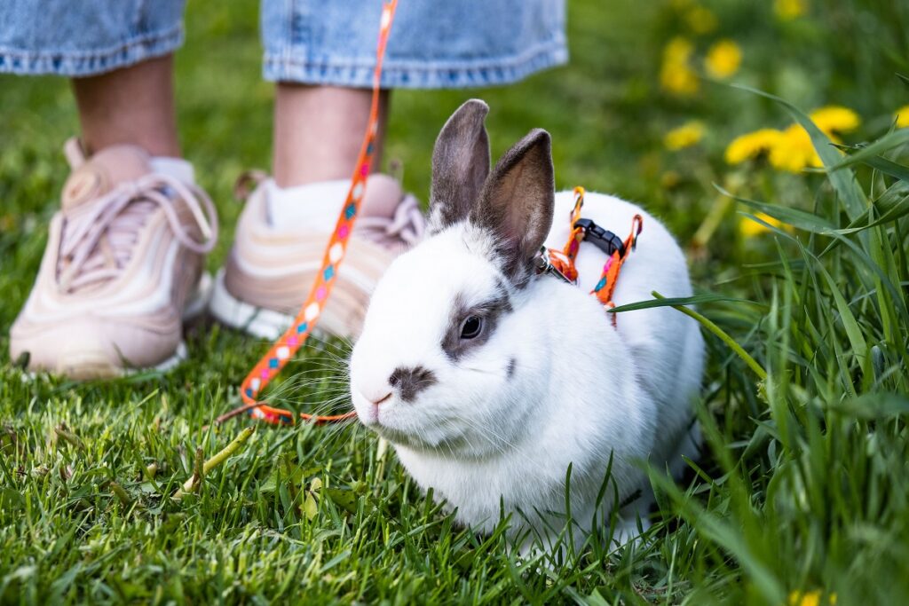 Ученые выяснили, умеют ли владельцы распознавать боль у кроликов