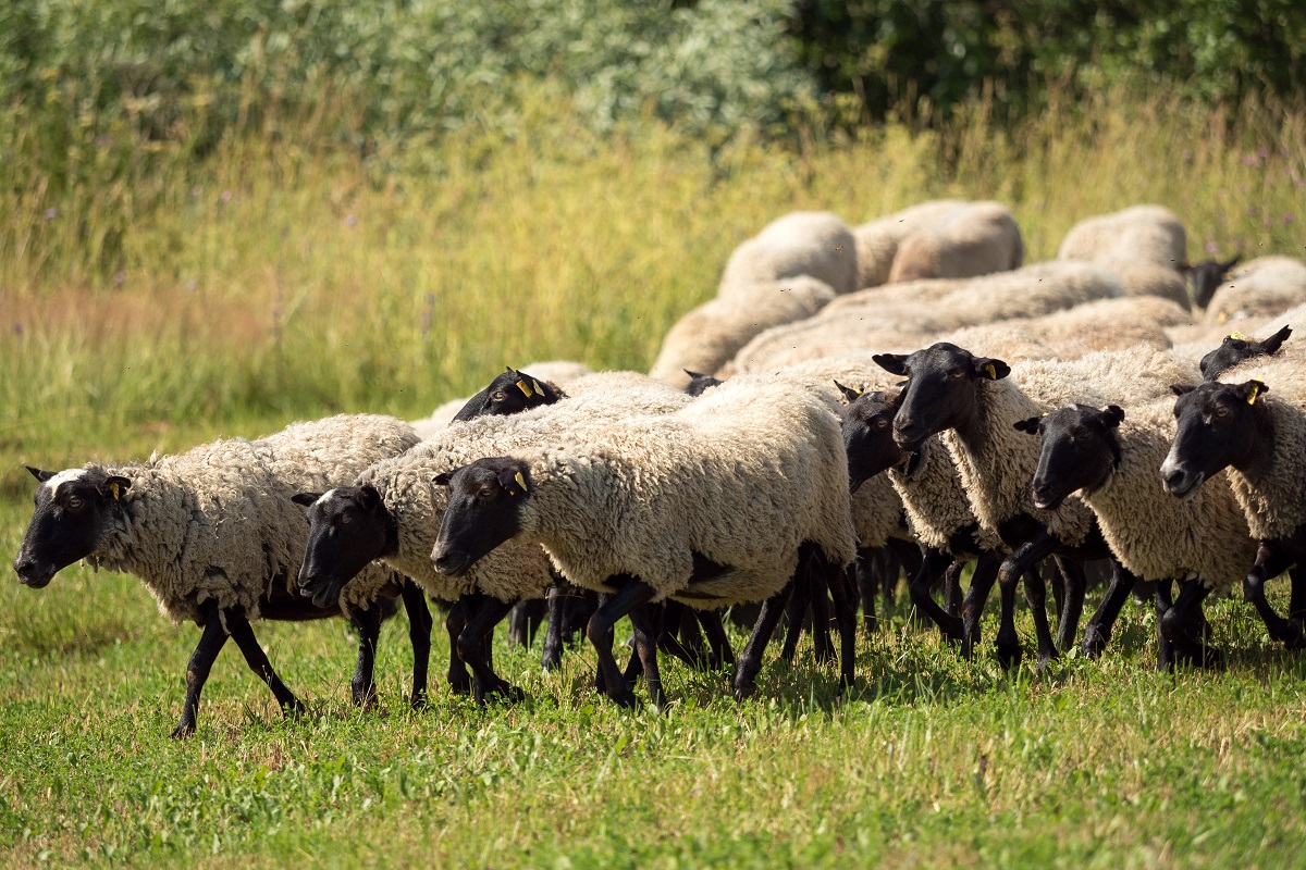 Австралийские фермеры раздают своих овец после падения цен на мясо в 4 раза