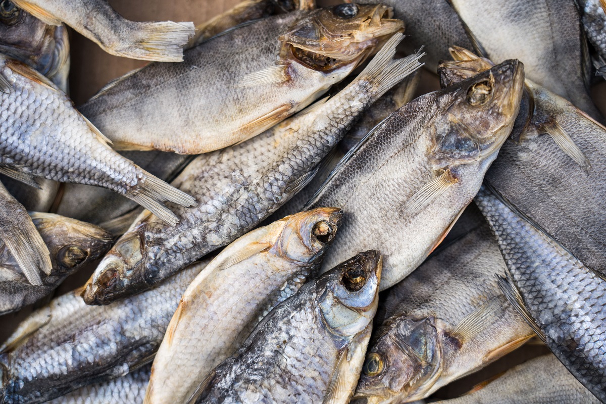 Запрет на вылов рыбы в 2022 году: новости и обсуждения