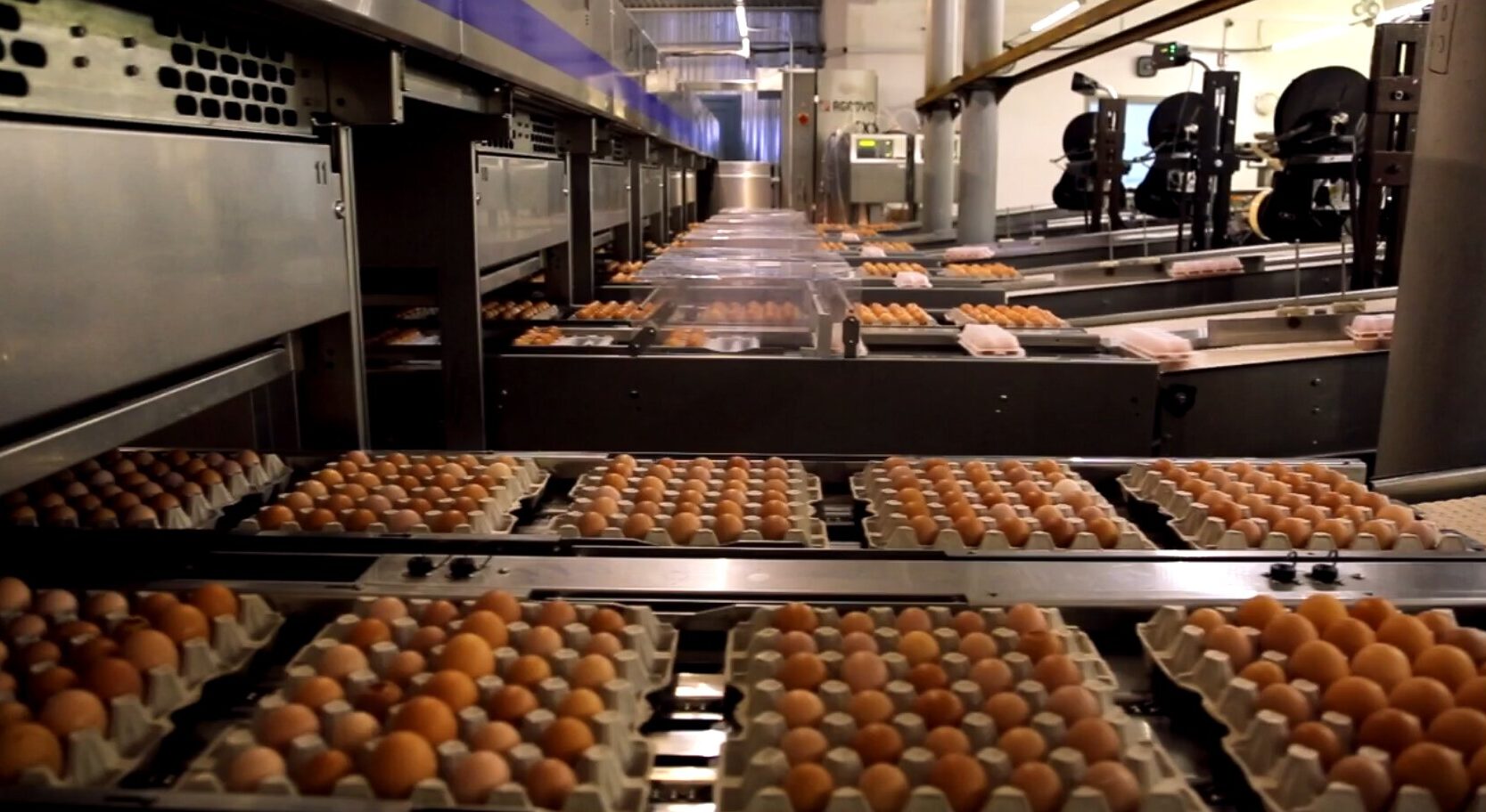 IEC учредила награду за инновации в яичном производстве