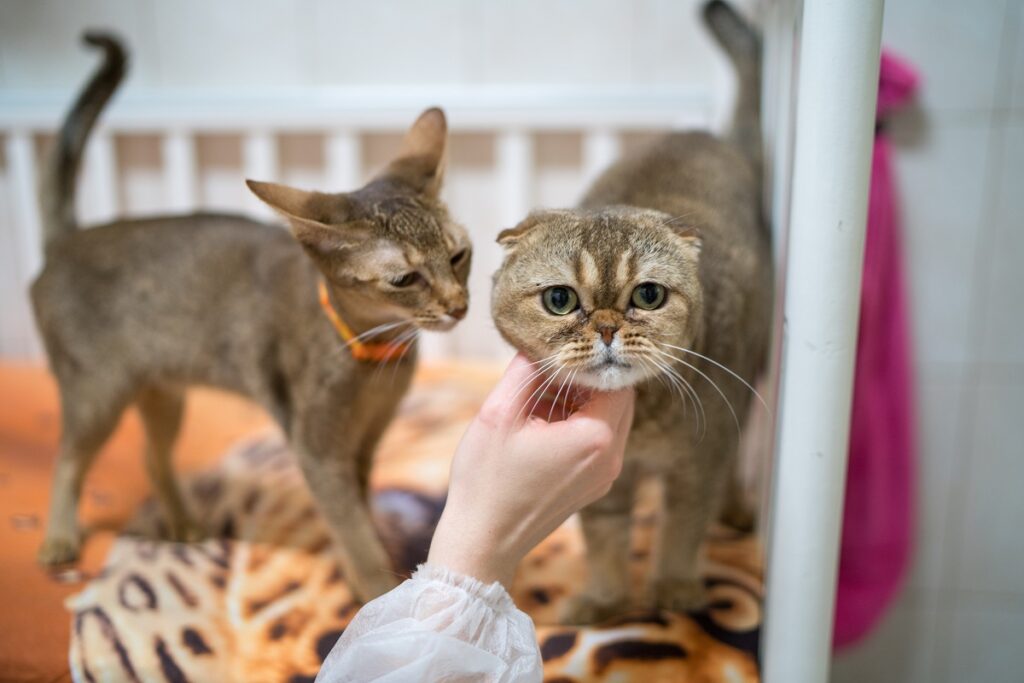 Эксперты назвали самые умные породы кошек | Ветеринария и жизнь