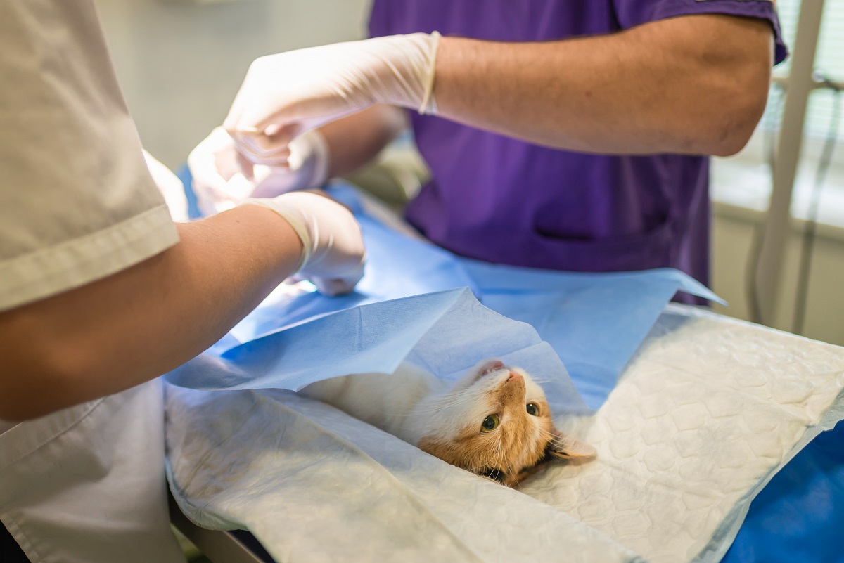 В США разработали технологию безболезненной стерилизации кошек