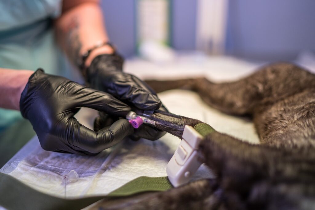 Во Франции усыпили зараженную вирусом гриппа птиц кошку