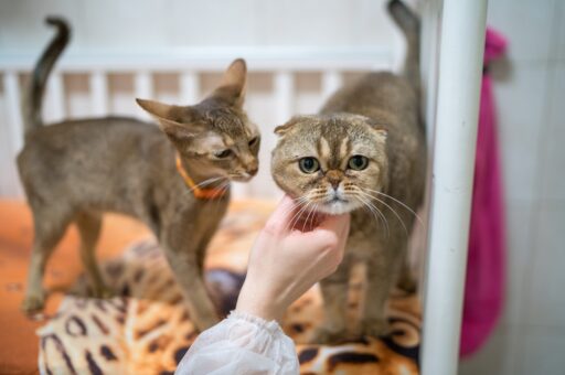 Муся и Вася остаются самыми популярными кличками московских кошек
