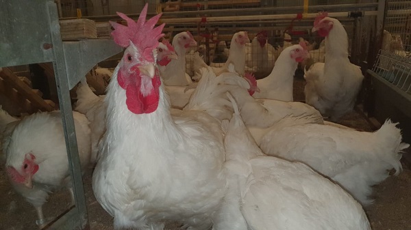 Новый кросс кур оценят на российских птицефабриках