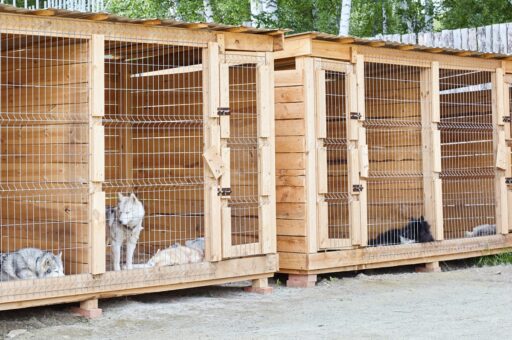 Верховный суд рассмотрел спор двух соседей в Крыму из-за собачьего питомника