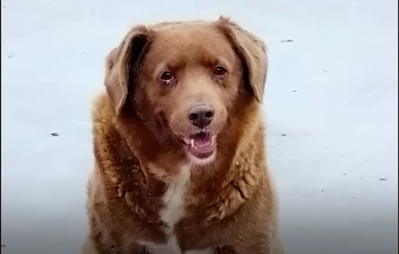 Собаку-долгожителя из Португалии занесли в Книгу рекордов Гиннесса |  Ветеринария и жизнь