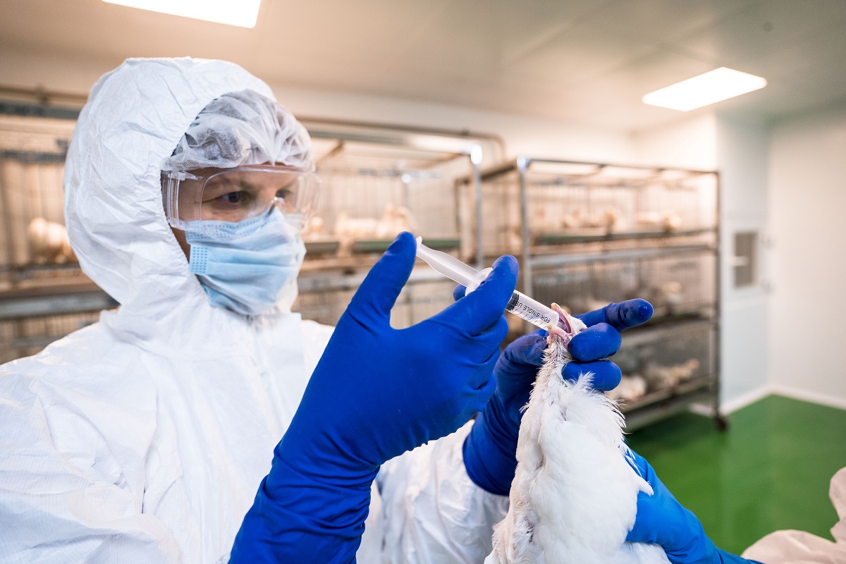 Птицефабрики просят разрешить вакцинацию против высокопатогенного гриппа птиц