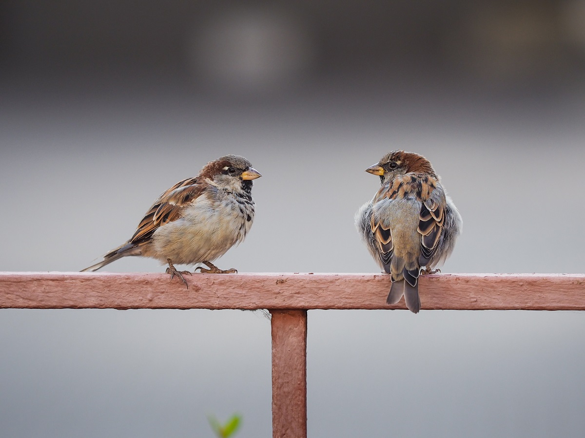 Садовые пестициды способствуют сокращению популяции певчих птиц