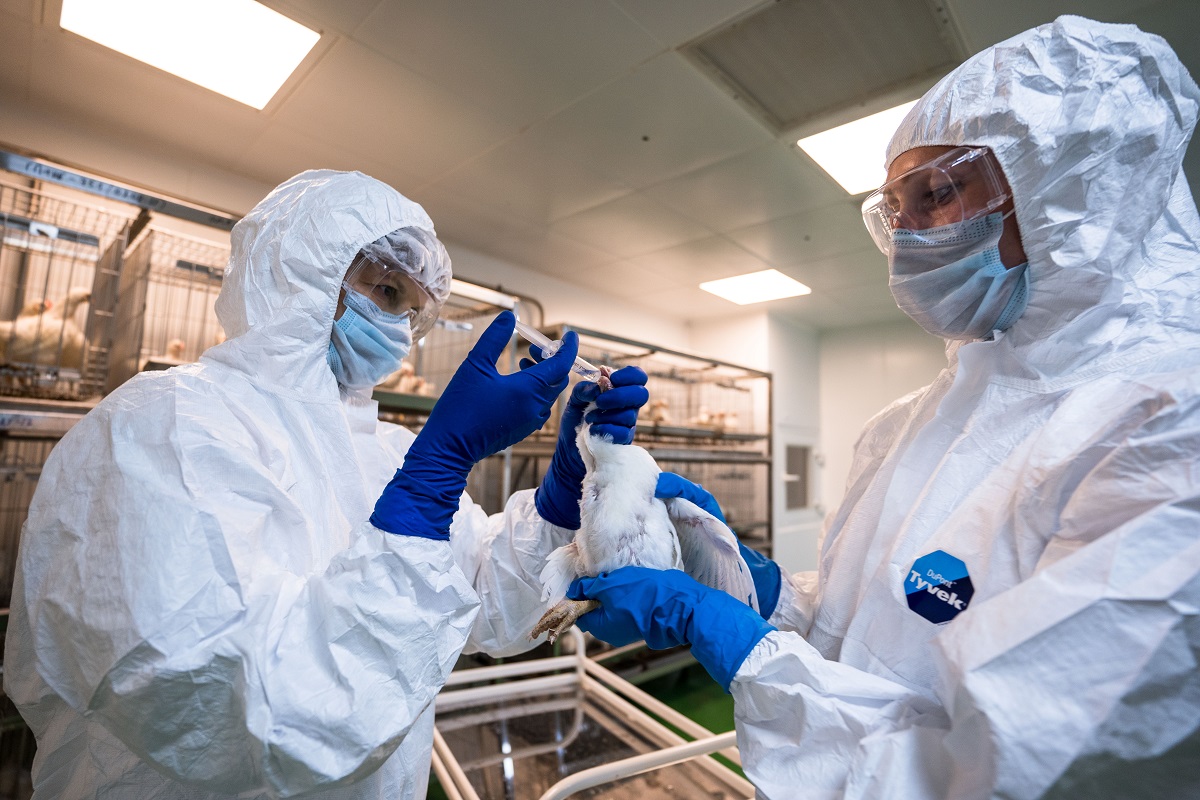 Исследование: выделяется ли вирус после вакцинации поголовья против гриппа птиц