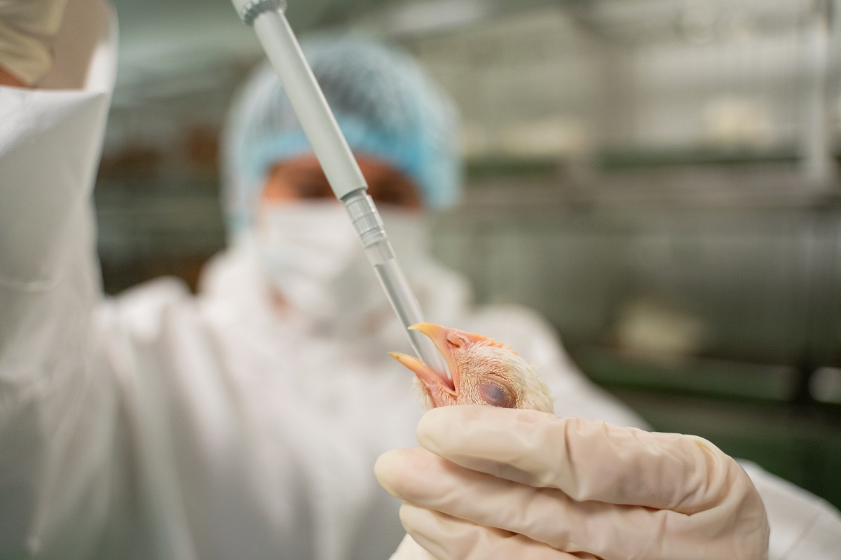 США будут тестировать вакцины против гриппа птиц на домашнем поголовье