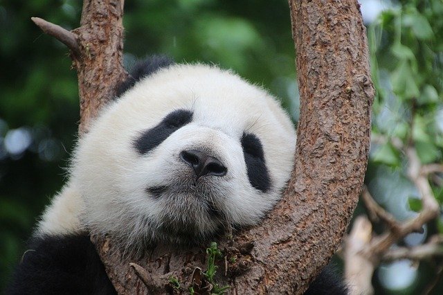 В американском зоопарке внезапно умер самец большой панды