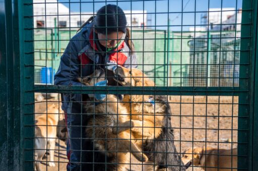 В России хотят законодательно закрепить статус зоозащитника