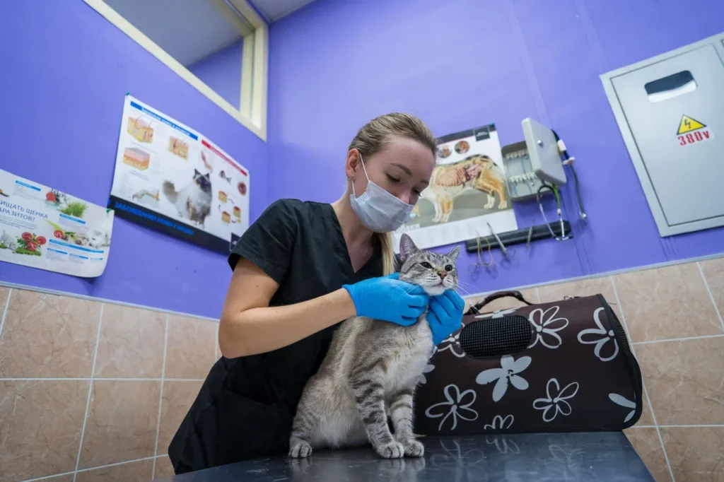 FDA одобрило первый препарат-дженерик для лечения аллергического дерматита кошек