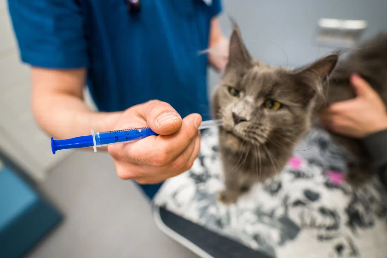 Подмосковных собак и кошек бесплатно вакцинируют против бешенства