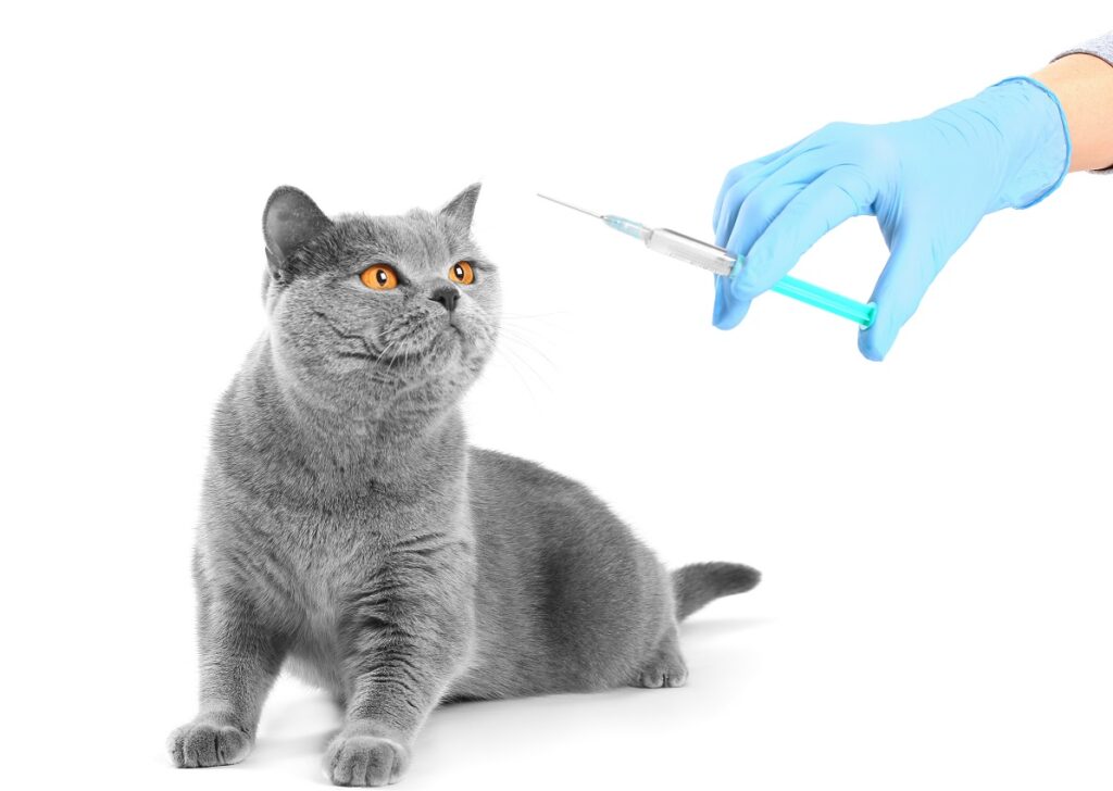 В России начнут выпускать новые отечественные вакцины для кошек и собак