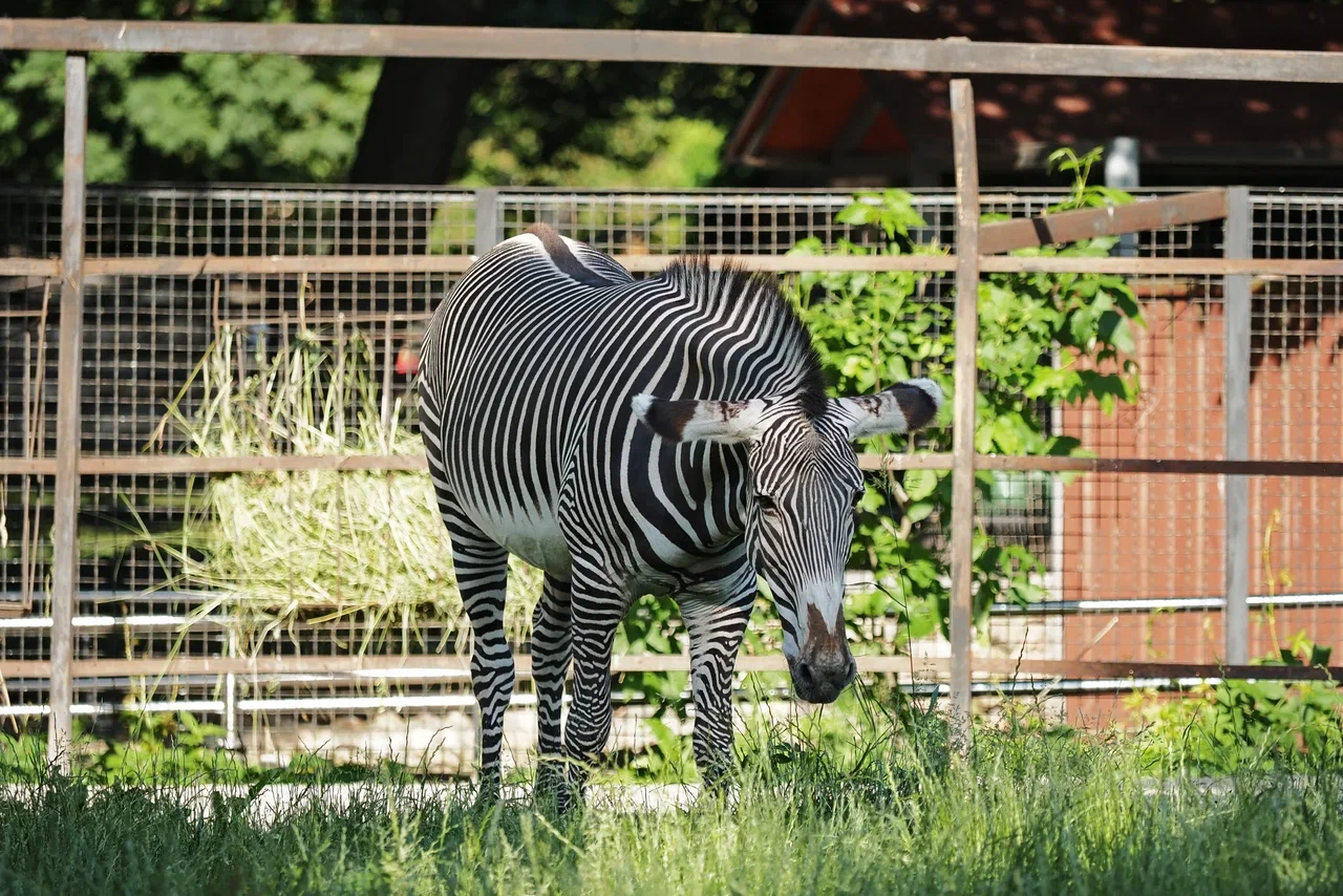 В Сеуле три часа ловили сбежавшую из зоопарка зебру