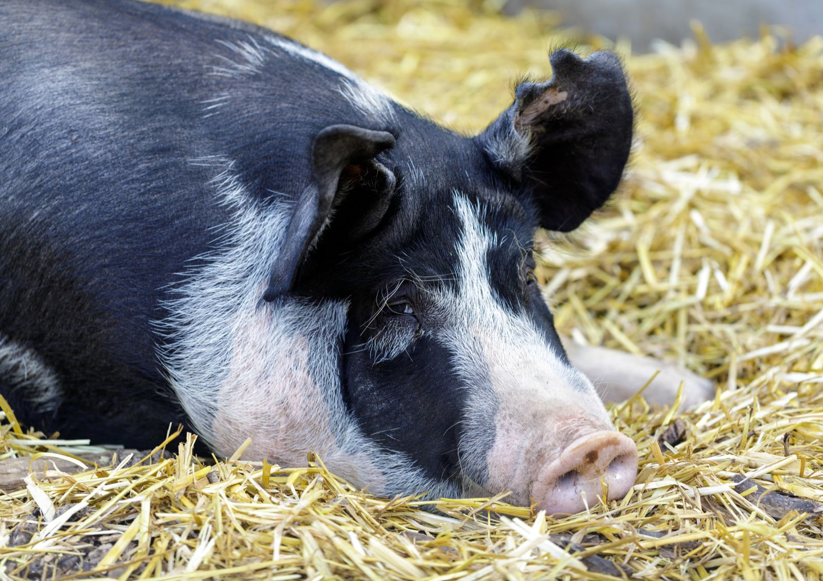 В Китае начнут разводить новую породу свиней с высокой производительностью