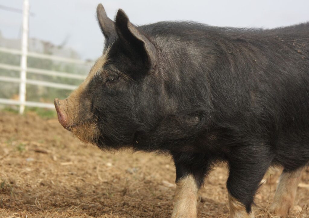 Рыжие, пятнистые и с курчавой шерстью: топ-10 необычных пород свиней