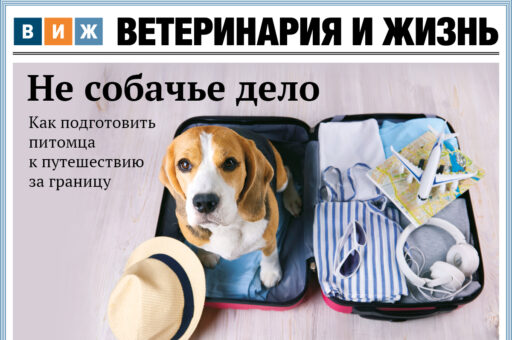 Новый номер «ВиЖ»: не собачье дело, как жир в масле и шестое чувство у животных