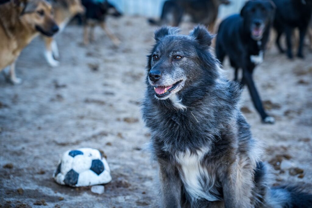Ученые изучают живущих в Чернобыле собак