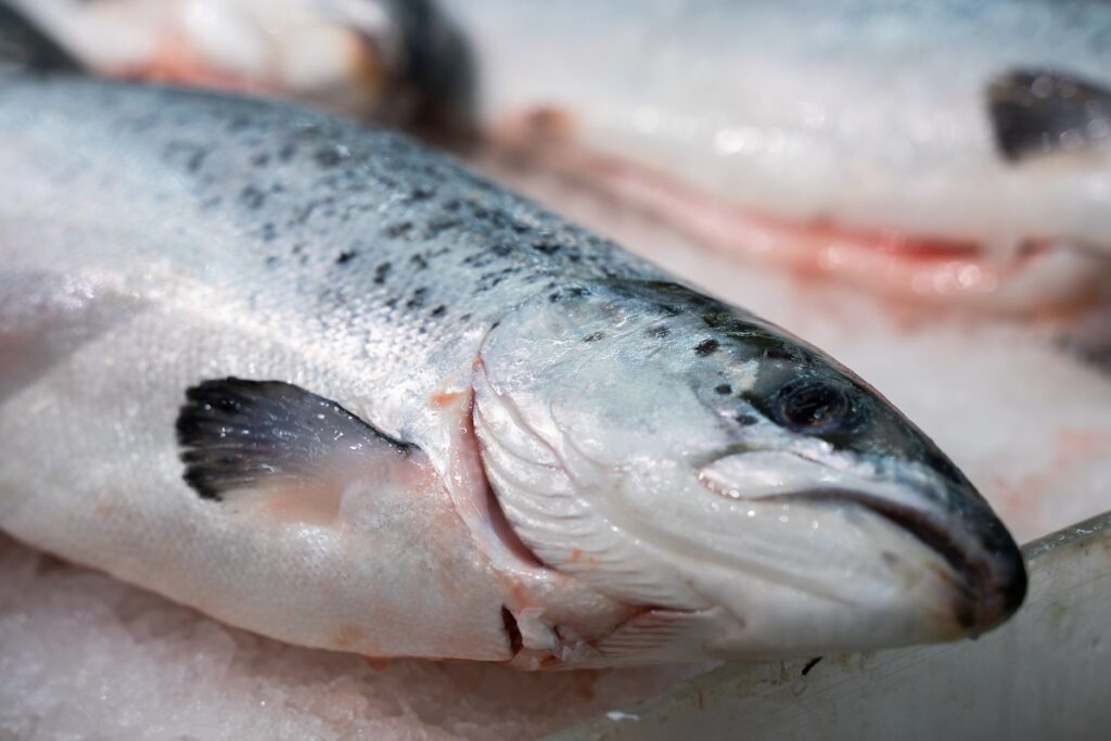 ВНИРО ожидает увеличения объемов вылова лососей в 2024 году