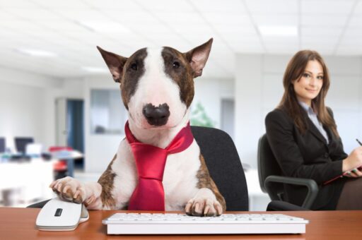 Как создать идеальный pet-friendly-офис в России