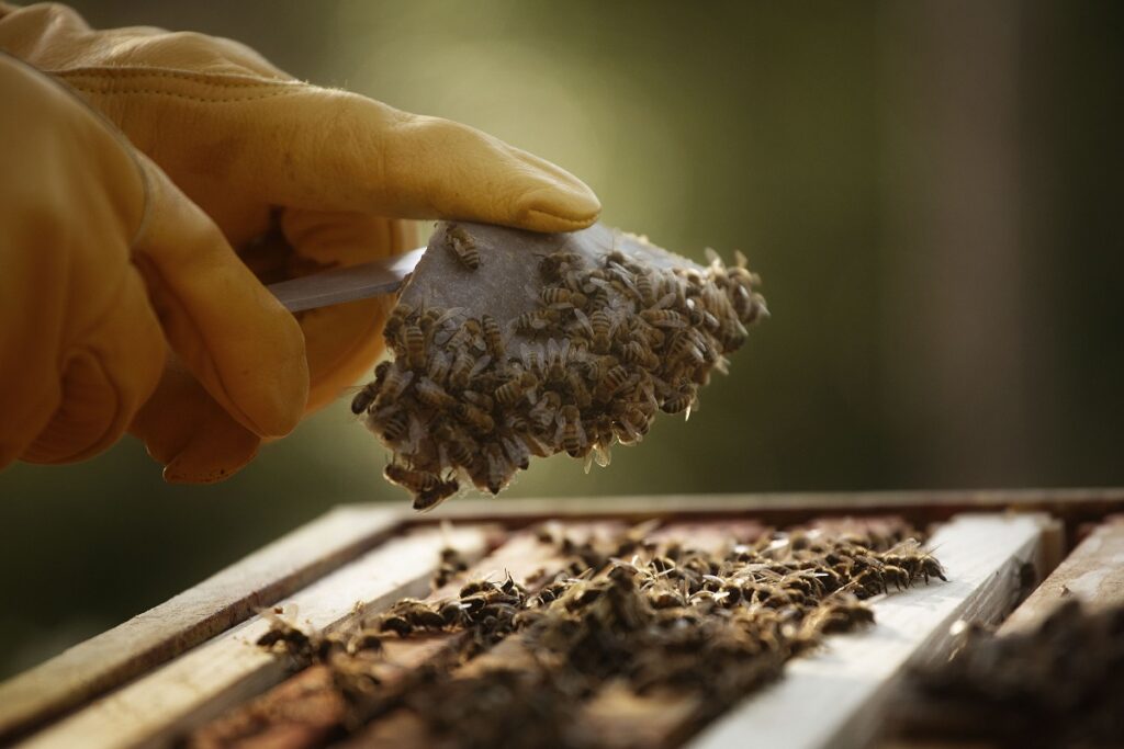 Пчеловода из Саратовской области будут судить за взятку ветврачу