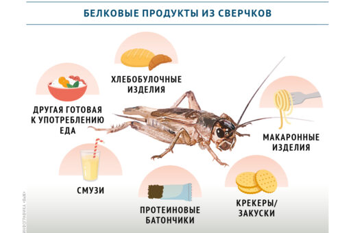 Какие продукты из сверчков могут появиться на российском рынке