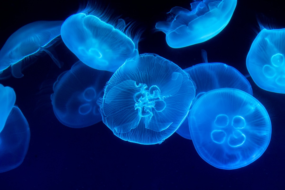 Ученые нашли новые способы изготовления продуктов из медуз