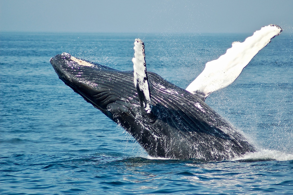 Ученые выяснили, почему киты на Чукотке пахнут лекарствами