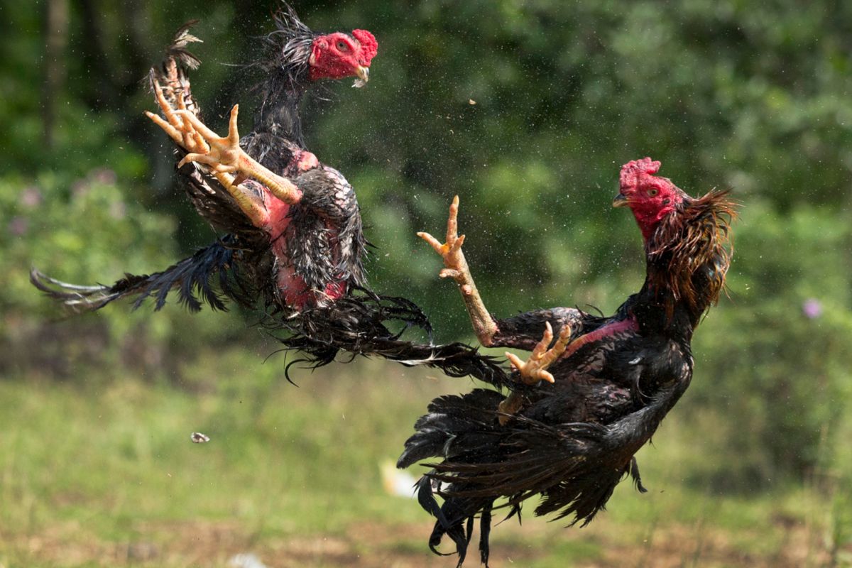 «Центр Агроаналитики» составил топ самых необычных пород кур