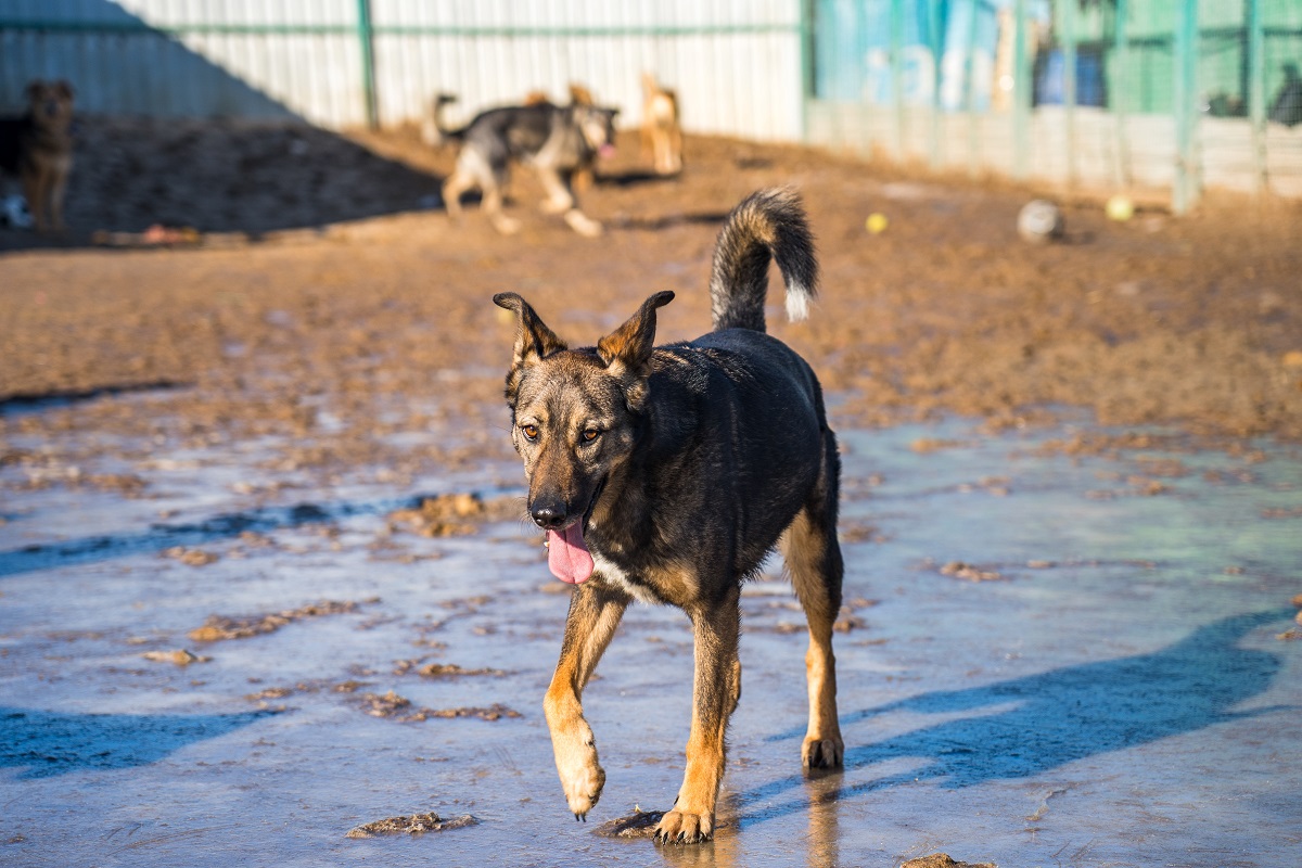 На Кубани запретили строить будки и прикармливать бездомных собак