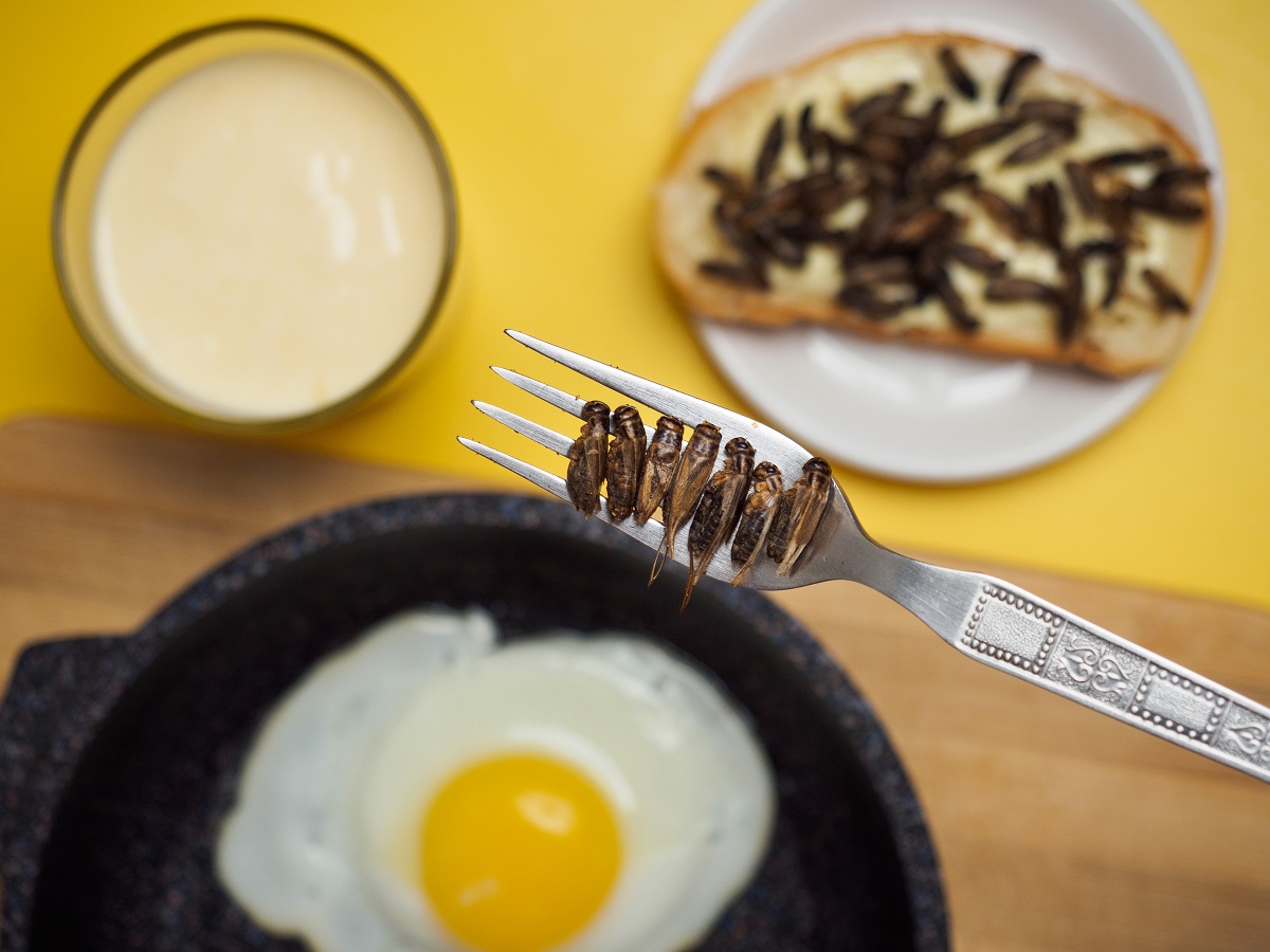 Завтрак со сверчком: какие продукты питания из насекомых могут появиться на российских прилавках