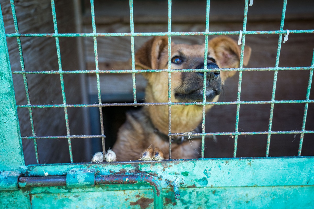 В Южной Корее запретят есть собак