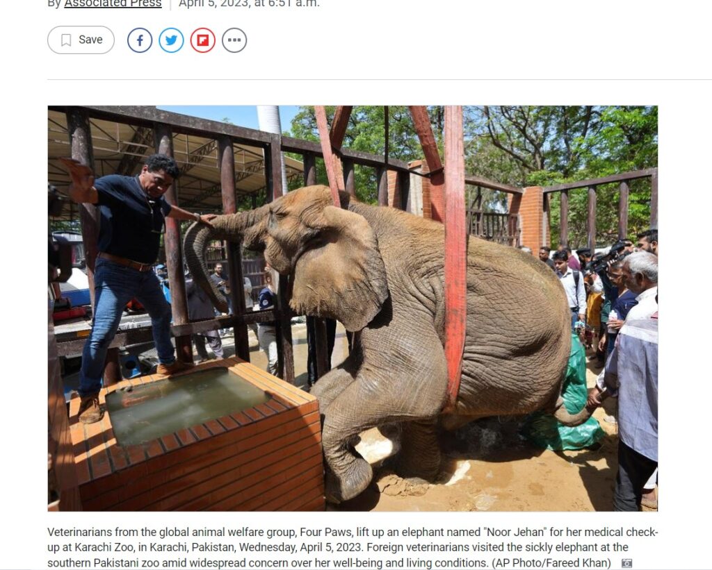 Слонихе в пакистанском зоопарке провели операцию с помощью подъемного крана