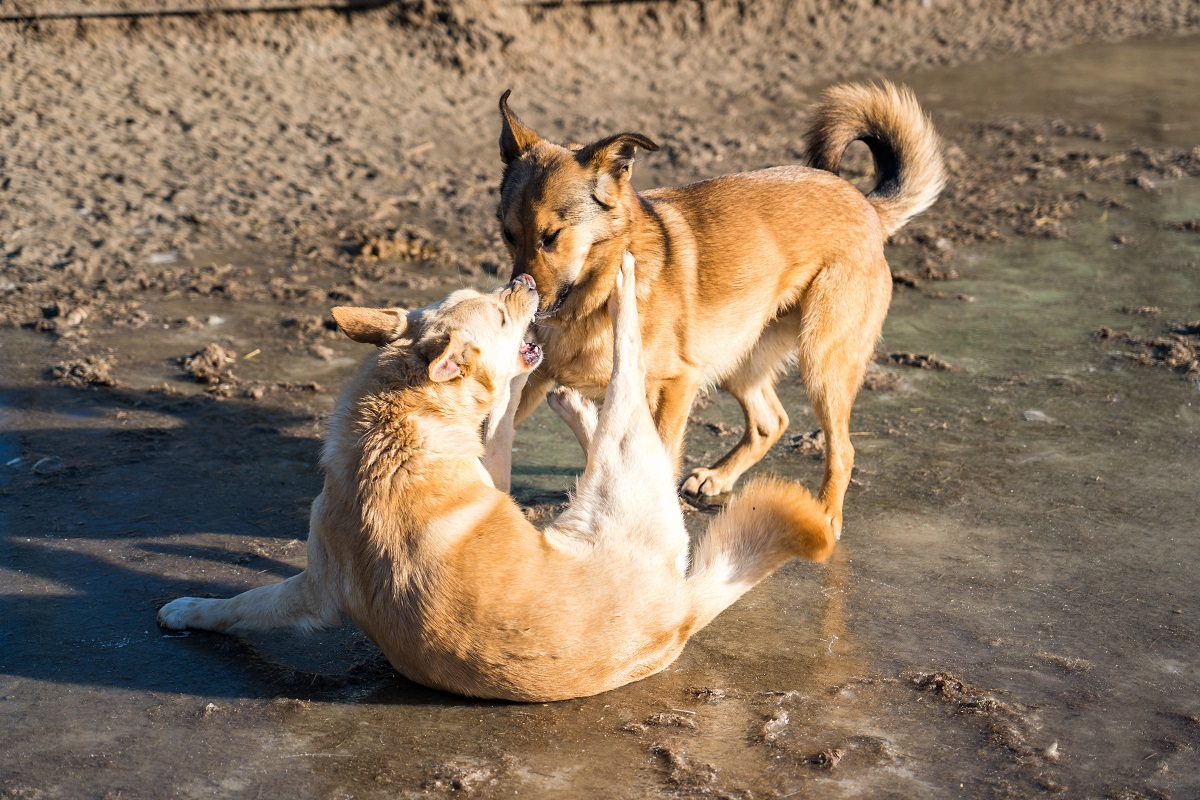 Власти Приморья планируют принять нормы об умерщвлении агрессивных бродячих собак