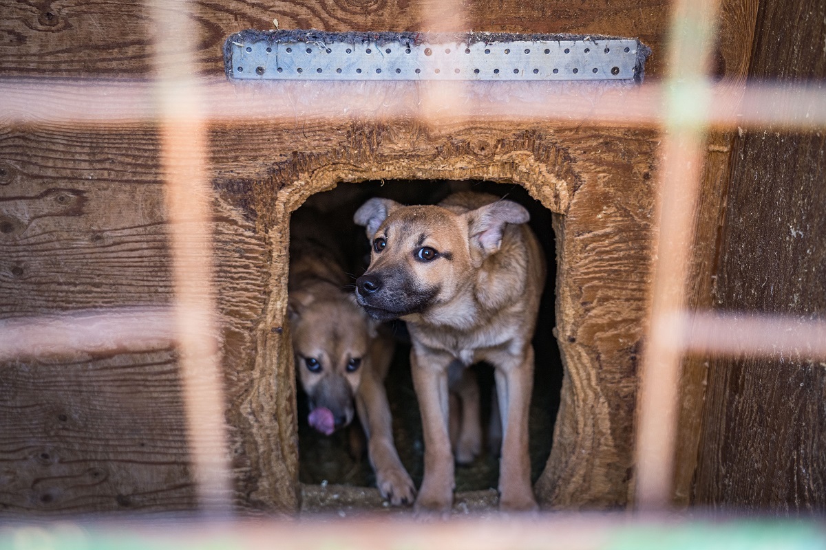 Госдума прокомментировала новый закон о бездомных собаках