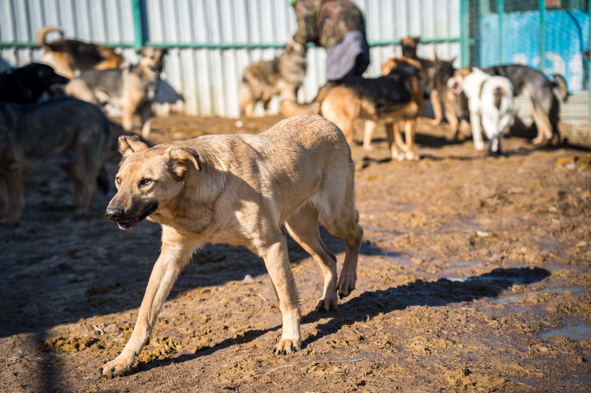 На Кубани разъяснили запрет на прикармливание бродячих собак