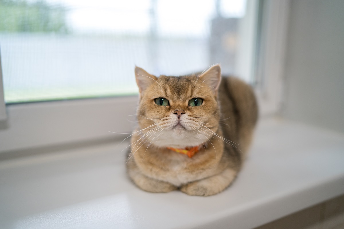 Ветеринары предупреждают: открытые окна опасны для кошек