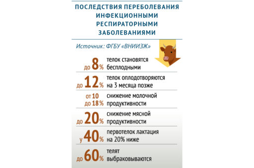 Ученые оценили последствия респираторных заболеваний молодняка КРС