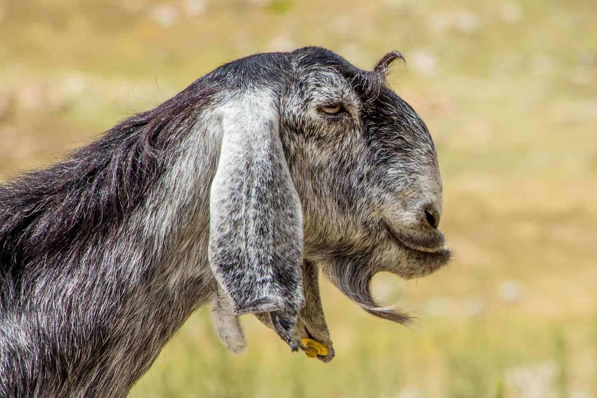 «Центр Агроаналитики» составил топ самых необычных пород коз