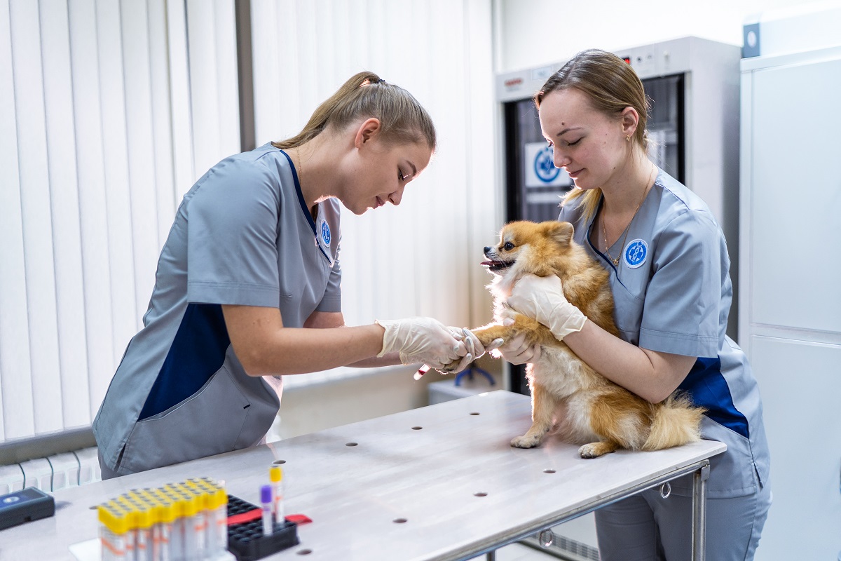 Россияне потратили 41,7 млрд рублей на ветеринарные услуги в 2023 году
