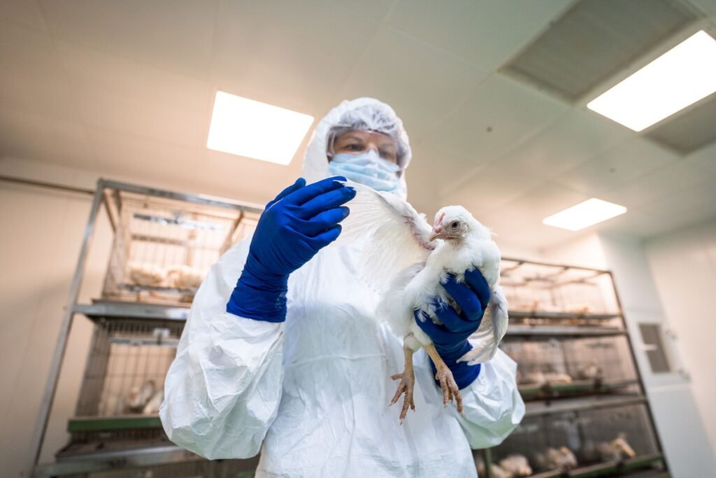 Ученые обнаружили опасные свойства современных штаммов вируса гриппа птиц