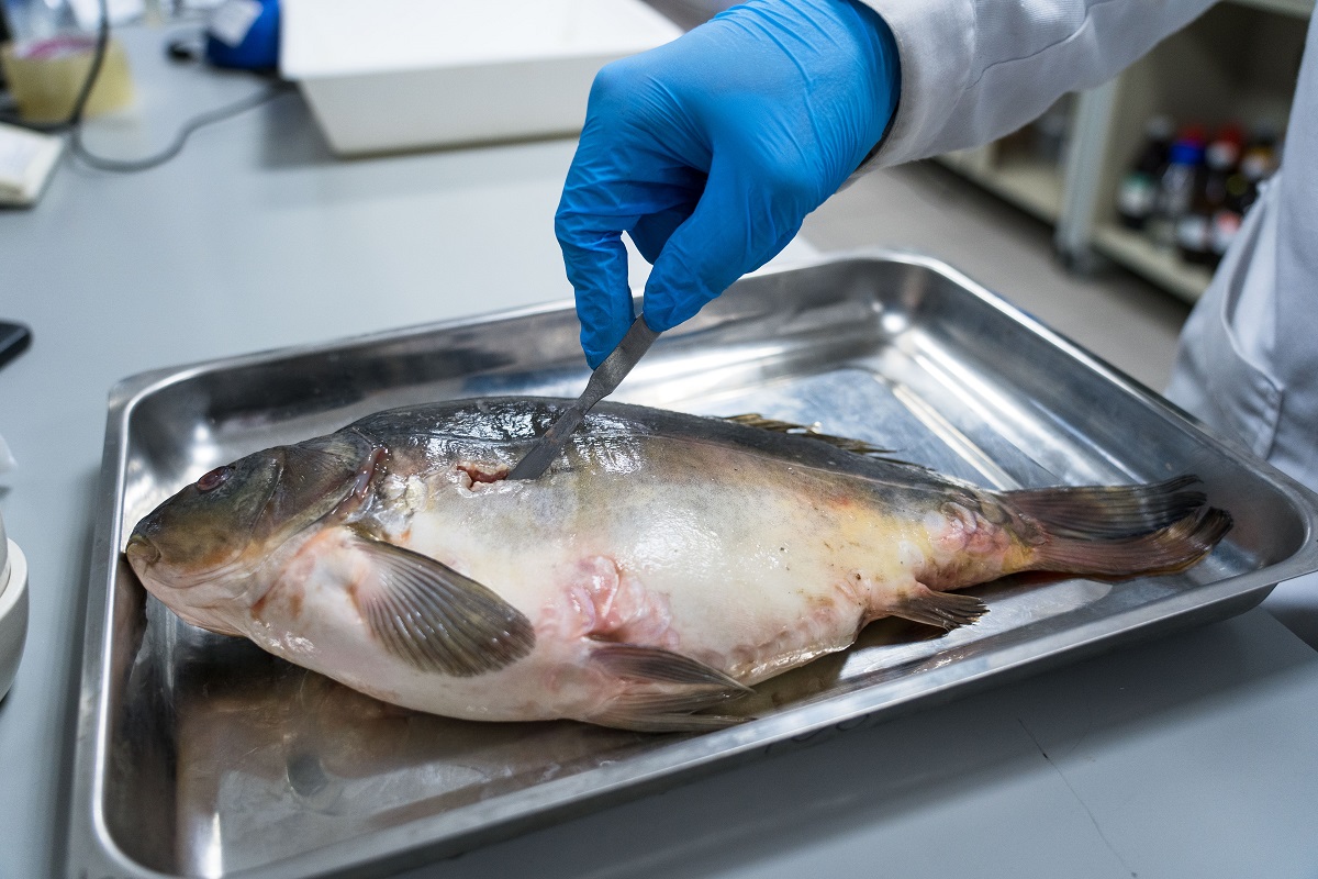Рыба токсичных оттенков: почему в аквакультуре до сих пор используют запрещенные красители