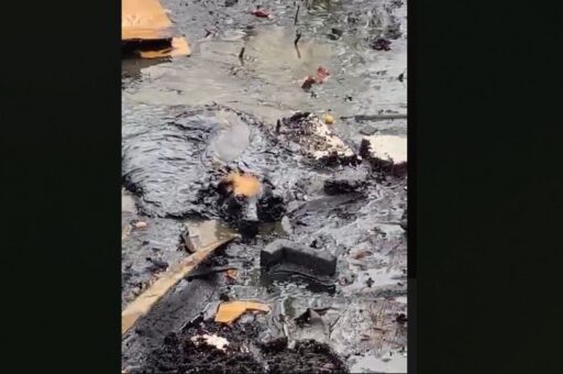 Сотрудники МЧС спасли собаку из мазутной ямы